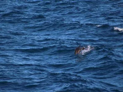 Україна проведе авіаційний облік дельфінів в Чорному морі