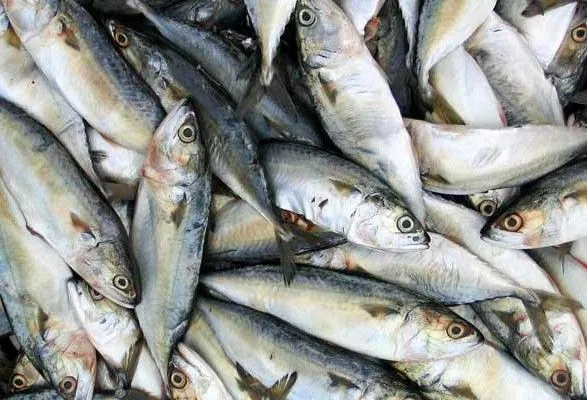 Промисловий вилов риби в Україні торік зріс на майже 8%