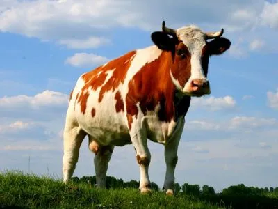 Заболевания животных коровьим бешенством в Украине не фиксировалось