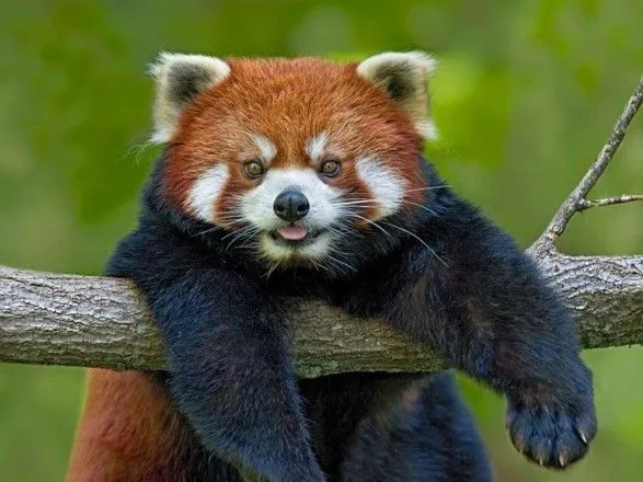 Із зоопарку Франції зникла рідкісна червона панда
