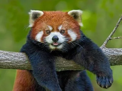 Из зоопарка Франции исчезла редкая красная панда