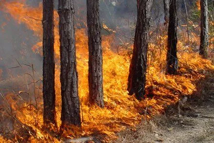 В Днепропетровской области горело почти 5 гектаров леса