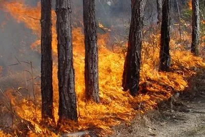 В Днепропетровской области горело почти 5 гектаров леса
