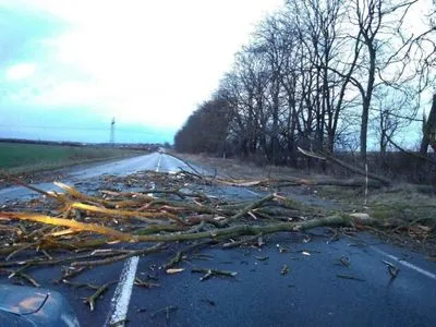 Негода на Львівщині зривала дахи та валила дерева