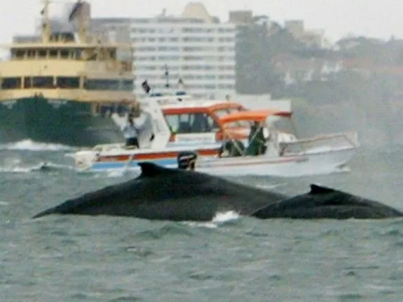 Японський корабель зіткнувся з китом, постраждало понад 80 осіб