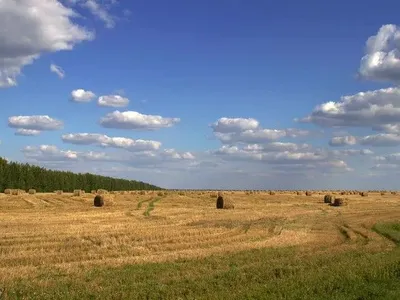 Тіло людини знайшли у полі на Кіровоградщині