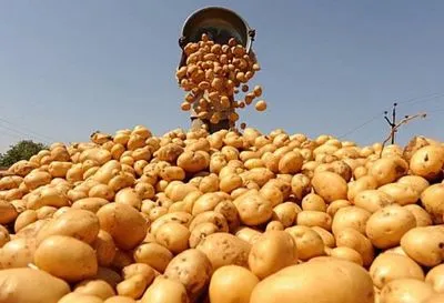 Больше всего картофеля Украина импортировала из Египта