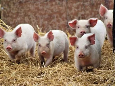 В Украине выращивать свиней значительно дороже, чем в ЕС