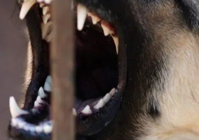 В Херсонской области у хозяина конфискуют собаку за нарушение правил выгула