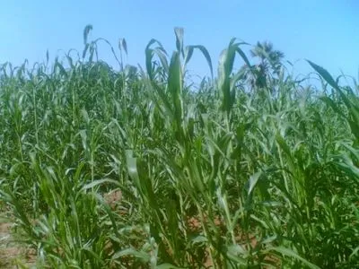 В Днепропетровской области частное предприятие незаконно выращивало урожай на государственной земле