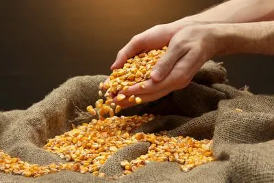 Чаще всего Украина экспортирует семена кукурузы