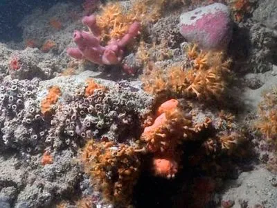 Біля берегів Італії виявили унікальний кораловий риф
