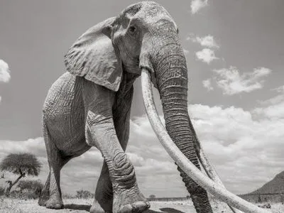 В Африке умерла "королева слонов"
