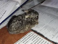 В Черновицкой области пожарные спасли зайчонка