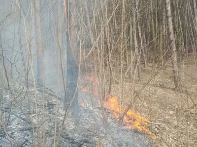 В Черновцах горело три гектара леса