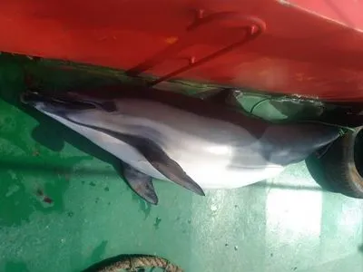 У Грузії капітана турецького судна оштрафували на 15 тис. доларів за вбивство дельфіна