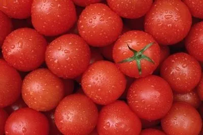 На Київщині у імпортних помідорах знайшли південноамериканську міль