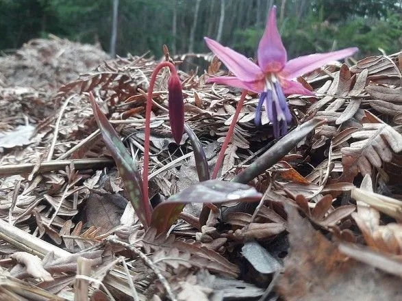 В лесах Бердичевского лесхоза зацвел уникальный цветок