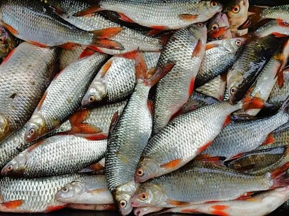 Егерям и полицейским, которые за взятки разрешали вылов рыбы возле ЧАЭС, объявили подозрение