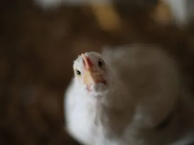 Найбільший виробник курятини в Україні представив фінансовий звіт