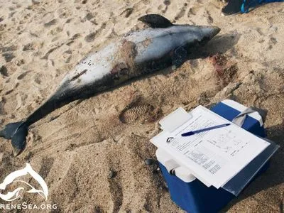 В Евпатории массово гибнут дельфины