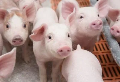 Ежегодные перерасходы в свиноводстве составляют 8 млрд грн - эксперт