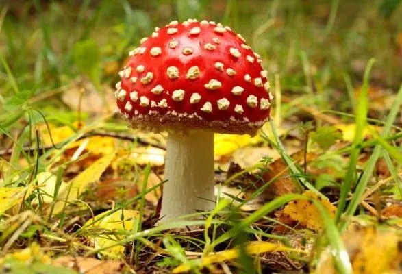 За тиждень в Україні зареєстровано два випадки отруєння грибами