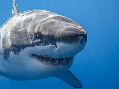 В Австралии акула напала на мужчину