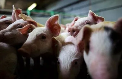 В Україні впало виробництво свинини