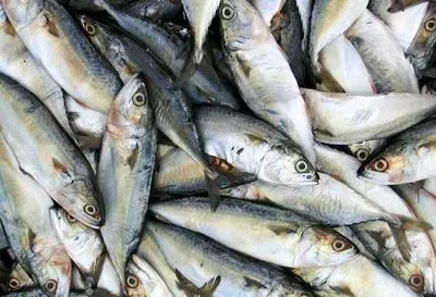 У січні експорт готової та консервованої риби зріс на 9%