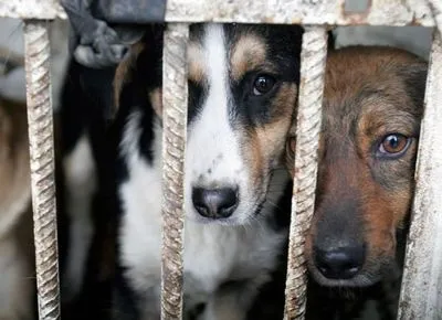 За січень-лютий 2019 року в Україні зафіксовано понад 40 випадків жорстокого поводження з тваринами
