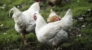 ЕС импортирует из Украины дорогие виды курятины
