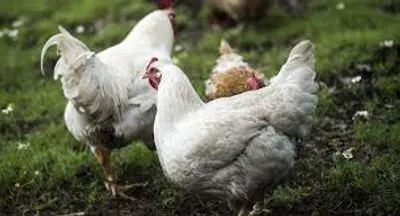 ЕС импортирует из Украины дорогие виды курятины