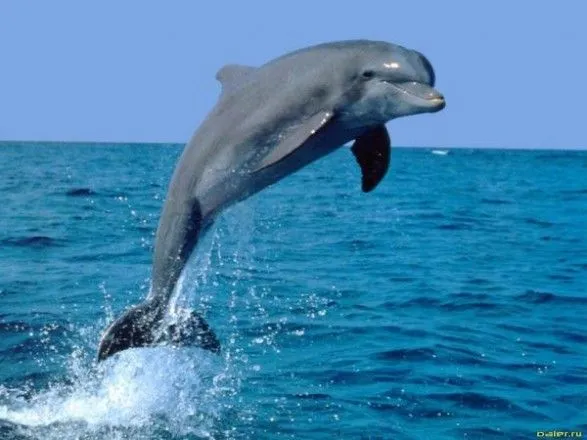 Во Франции массово гибнут дельфины