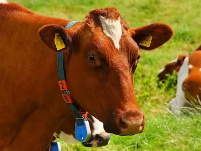 У МінАПК розповіли фермерам про умову видачі дотацій на худобу