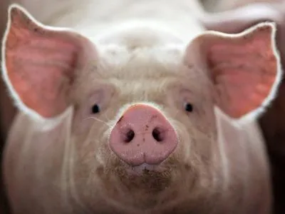 Поголів'я українських свиней скорочується на 500 тис. голів щорічно