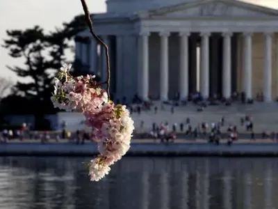 В Вашингтоне проходит фестиваль цветения сакур