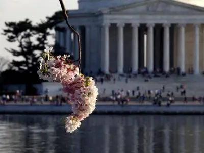 У Вашингтоні проходить фестиваль цвітіння сакур