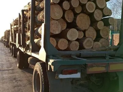 В Черниговской области пытались вывезти лес-кругляк надеясь, что полиция на выборах