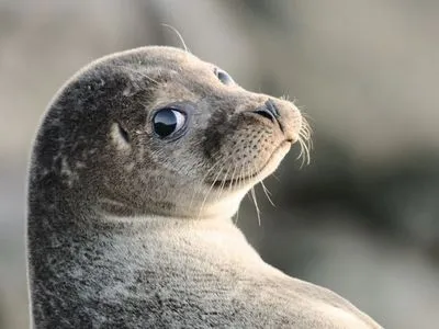 Жителей Латвии просят не ездить к морю из-за стресса у тюленей