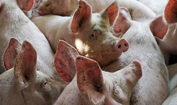 АЧС: у 2019 році Китай збільшить імпорт свинини на 33%