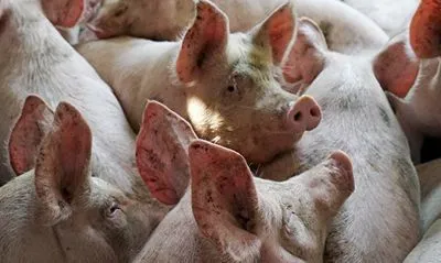 АЧС: в 2019 году Китай нарастит импорт свинины на 33%