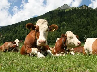 В МинАПК рассказали, зачем фермерам регистрировать скот