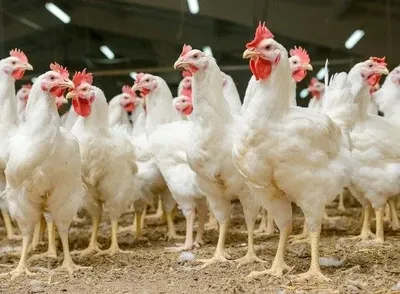 Поголовье домашней птицы в Украине перевалило за 200 млн