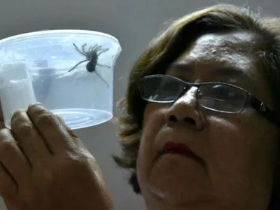 В Филиппины хотели завезти из Польши более 750 тарантулов