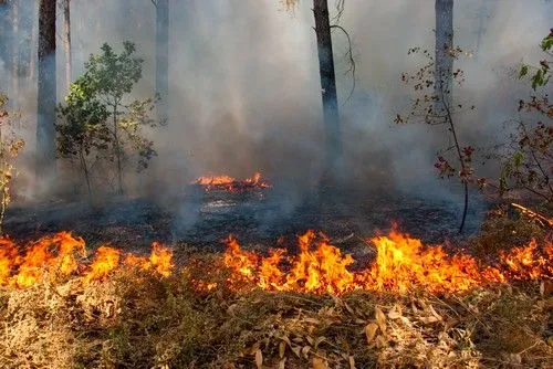 ГСЧС назвала области-лидеры на этой неделе по природным пожарам
