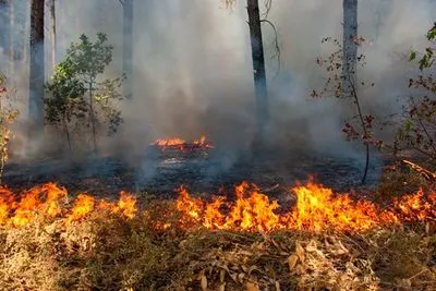 ГСЧС назвала области-лидеры на этой неделе по природным пожарам