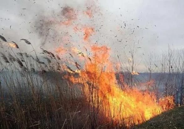 В Черниговской области горит камыш на площади 40 га