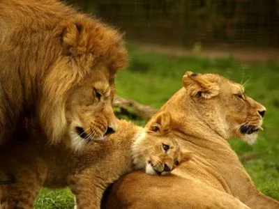 Из зоопарка Газы спасли пять львов