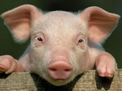 АЧС у Китаї: свинарі прогнозують мільйонні збитки